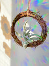 Air Plant Dreamcatcher Alternative Wedding Gift, Bridesmaid Gift, Shower Gift - Tillandsia Xerographica - Ionantha Guatemala