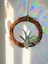 Air Plant Dreamcatcher Alternative Wedding Gift, Bridesmaid Gift, Shower Gift - Tillandsia Xerographica - Ionantha Guatemala