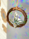 Air Plant Dreamcatcher Alternative Wedding Gift, Bridesmaid Gift, Shower Gift - Tillandsia Xerographica - Ionantha Guatemala